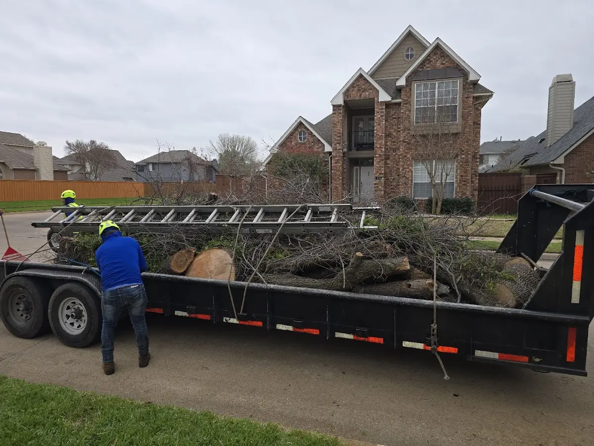 Expert Deadwooding with proper safety equipment in Madison Heights